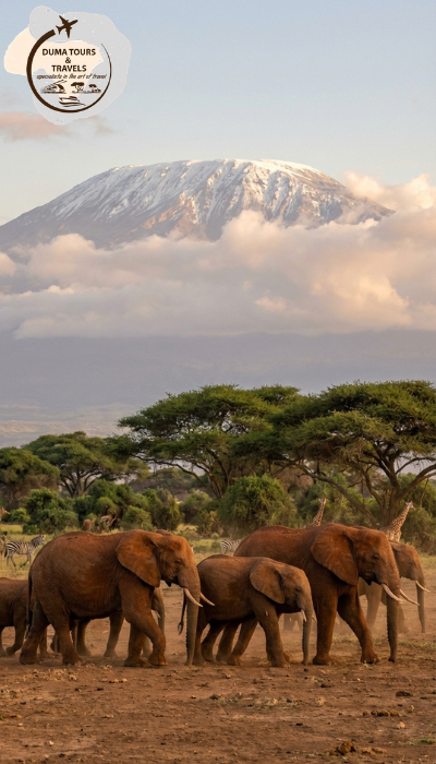 A Big 5 Safari in Kenya: Where to See Them and What to Expect