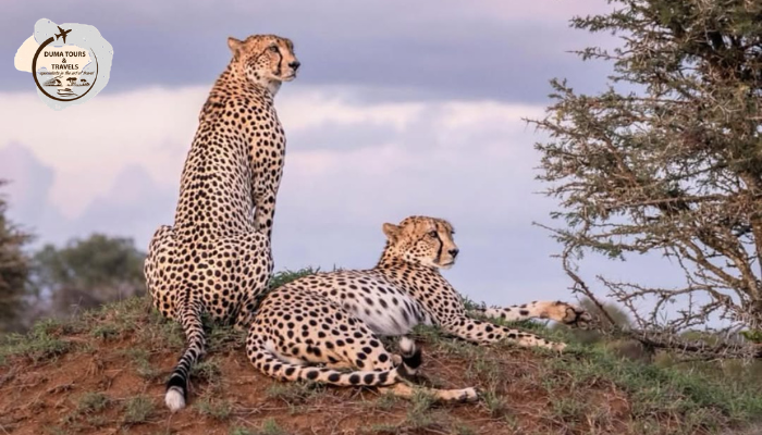 PRIVATE SAFARI MASAI MARA FOR INDEPENDENT TRAVELERS