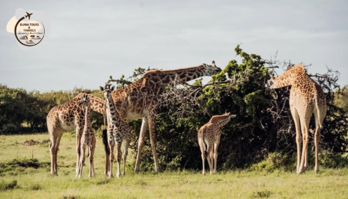 Finding the Big Five: Africa’s Most Sought-After Animals on African Safari Tours