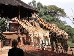 Masai Mara and Lake Nakuru Safari: The Ultimate Solo Adventure